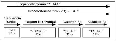 Figura 1. Representación esquemática de la preprocalcitonina, procalcitonina y sus fragmentos. aa=aminoácidos.